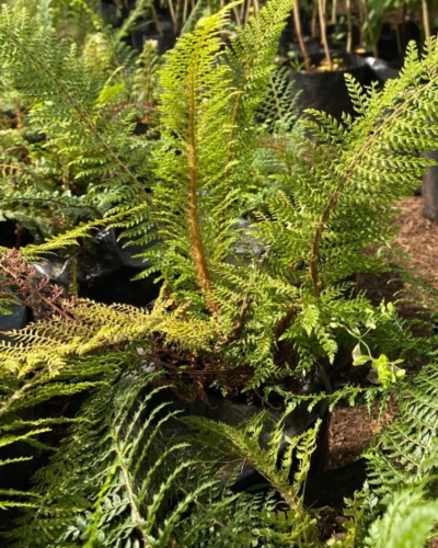Helecho polystichum